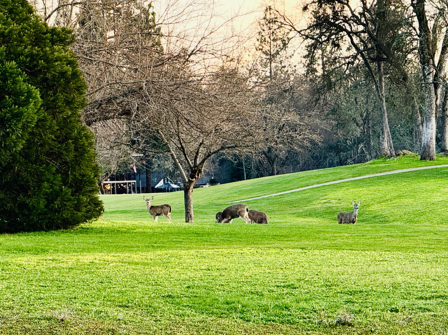 18854 Chickadee Court Penn Valley, CA 95946 - Photo 3 of 42