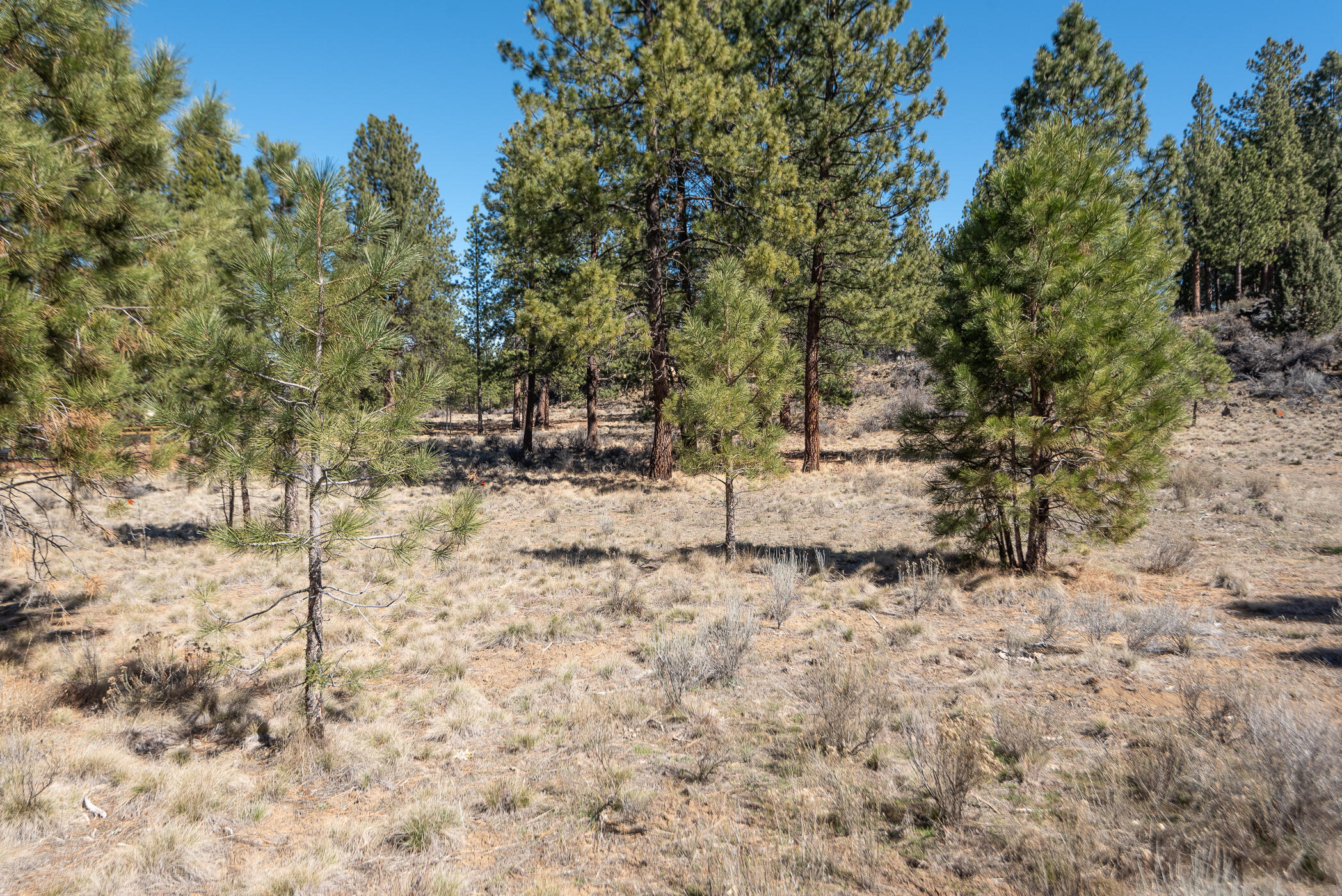 60012 West Ridgeview Drive Bend, OR 97702 - Photo 45 of 55 a backyard of a house with large trees