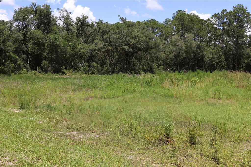 0 Bedstone Drive Webster, FL 33597 - Photo 4 of 7 a view of a lush green space