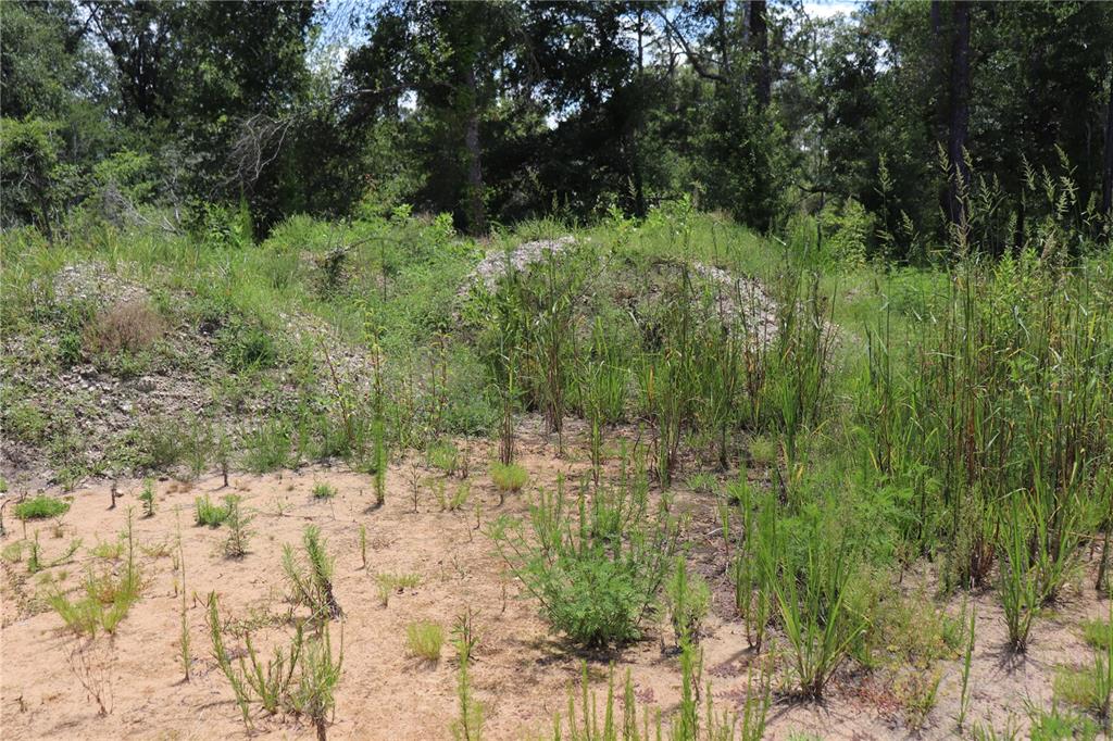 0 Bedstone Drive Webster, FL 33597 - Photo 6 of 7 a view of outdoor space and trees