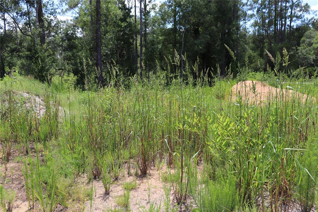 0 Bedstone Drive Webster, FL 33597 - Photo 7 of 7 a view of a garden