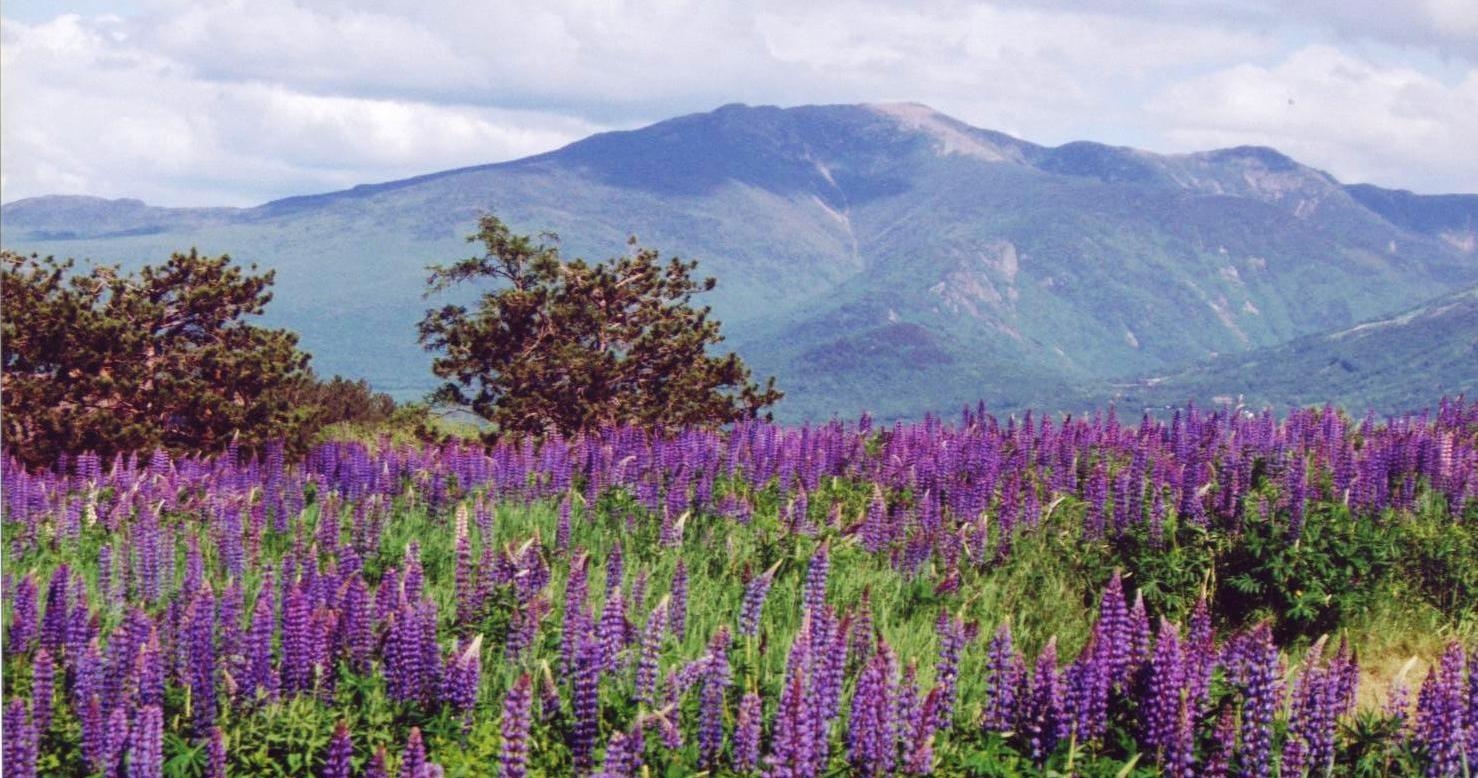359 Bickford Hill Road Franconia, NH 03580 - Photo 48 of 48