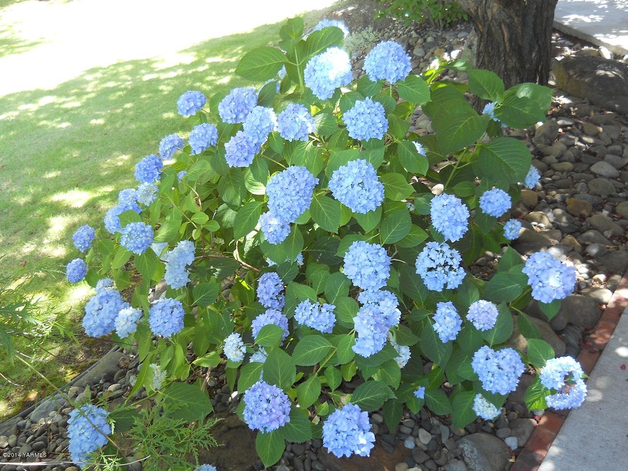 15601 Fisk Road Yakima, WA 98908 - Photo 58 of 58 a bunch of flowers