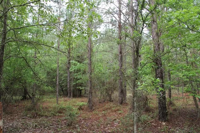 $160,000 | 0 Stacey Bridge Road, Orangeburg, SC 29118