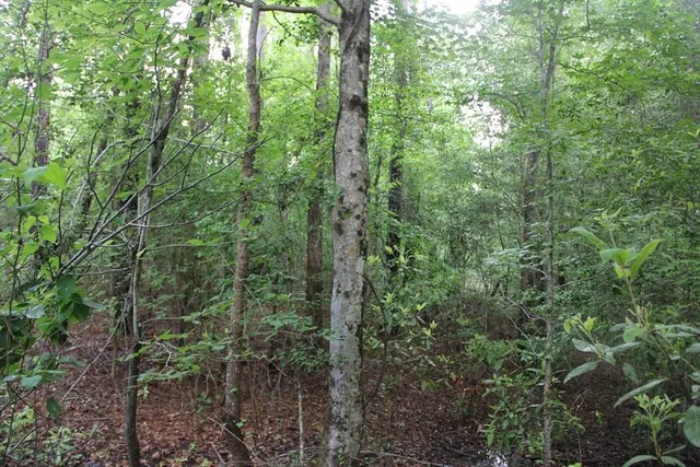 $160,000 | 0 Stacey Bridge Road, Orangeburg, SC 29118