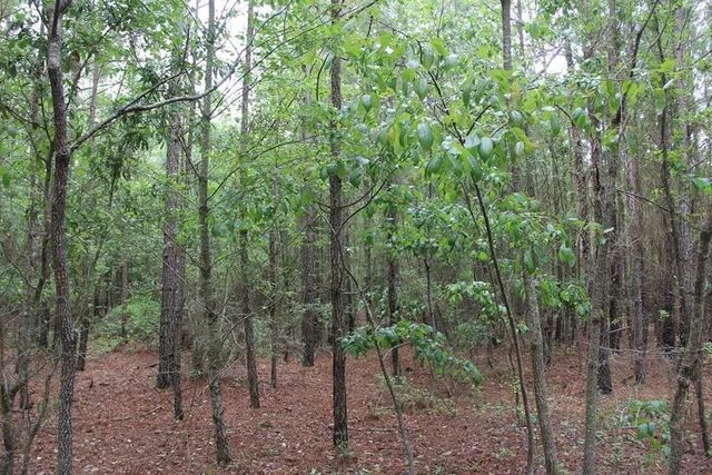 $160,000 | 0 Stacey Bridge Road, Orangeburg, SC 29118