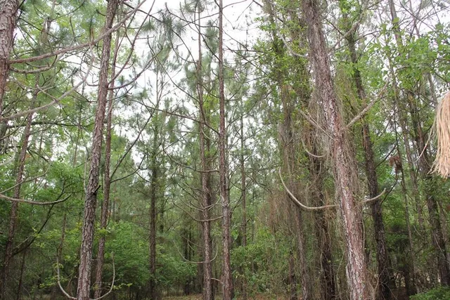 $160,000 | 0 Stacey Bridge Road, Orangeburg, SC 29118