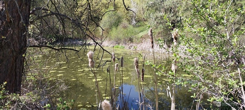 8010 Green Road Peshastin, WA 98847 - Photo 19 of 33 a view of a yard