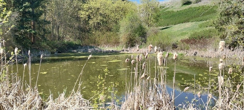 8010 Green Road Peshastin, WA 98847 - Photo 21 of 33