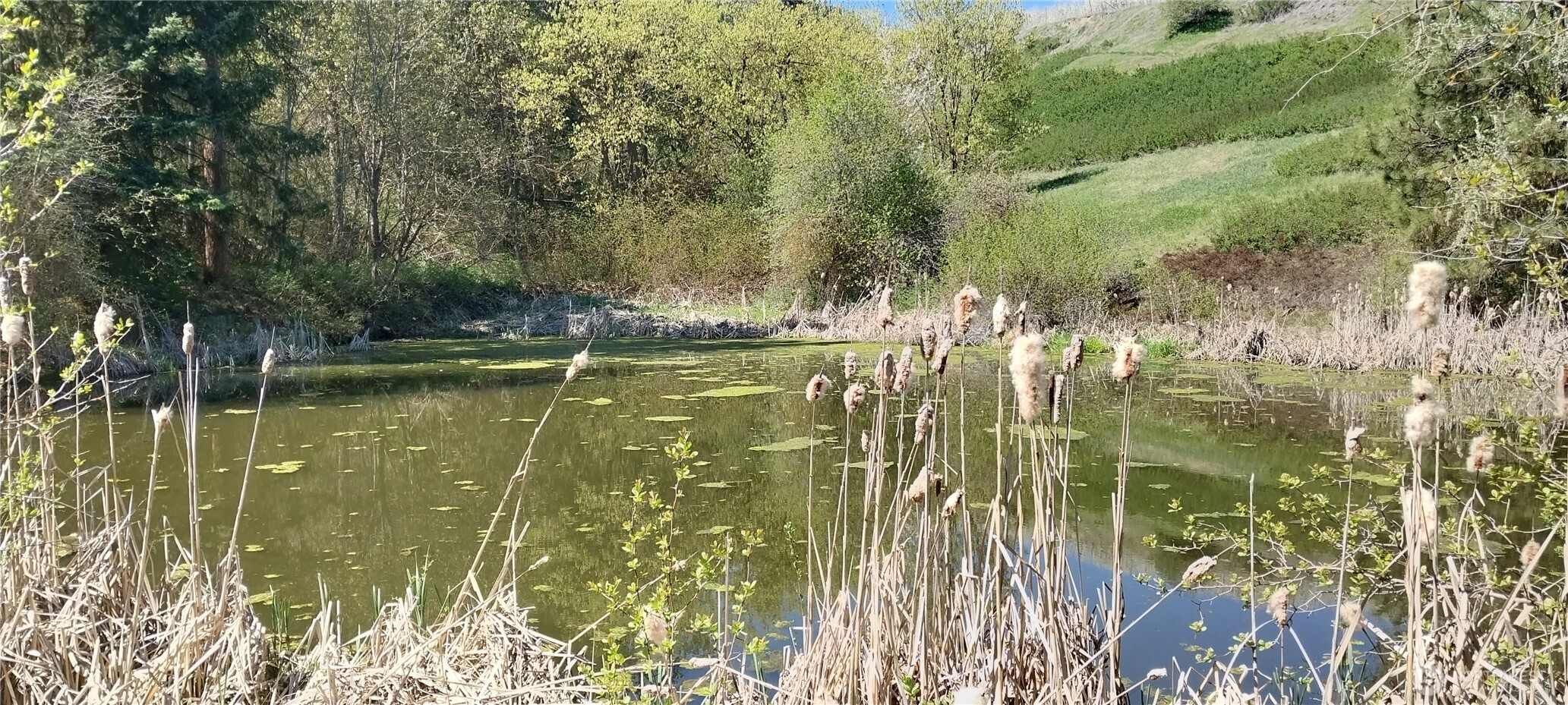 8010 Green Road Peshastin, WA 98847 - Photo 5 of 33 a view of lake view