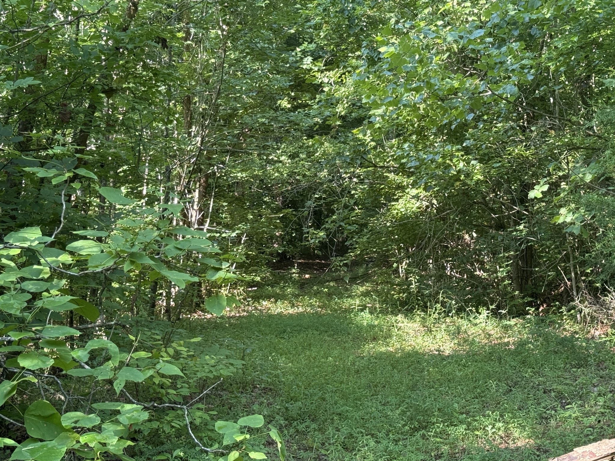 2407 Esque Sharp Road Mount Pleasant, TN 38474 - Photo 15 of 18 Gallery Image 15