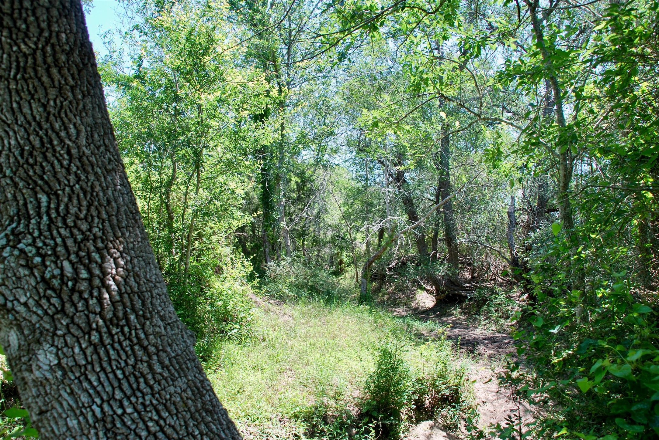 3703 Muehr Road Weimar, TX 78962 - Photo 12 of 29