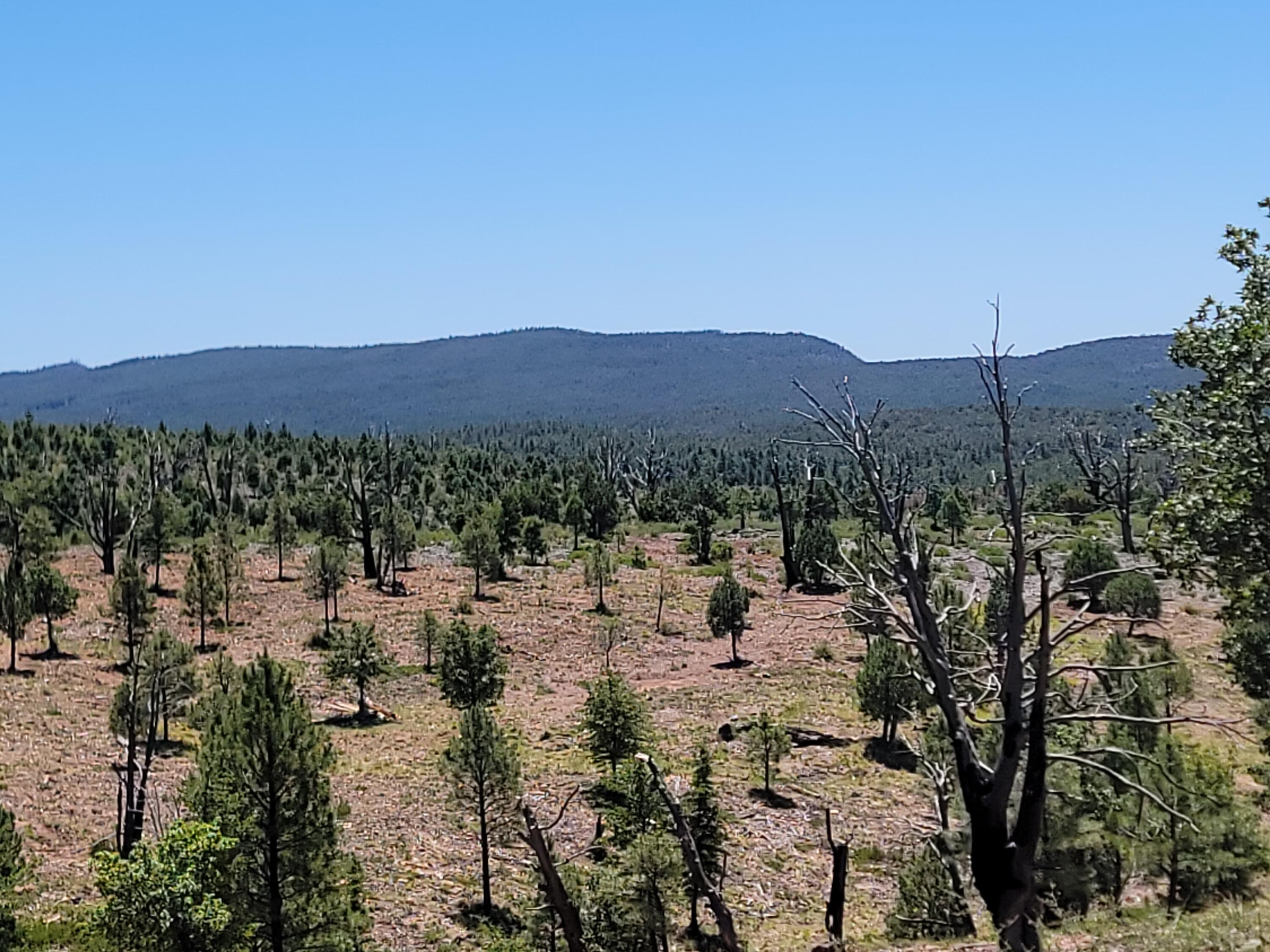 41-42 Antelope Trail Road Payson, AZ 85541 - Photo 2 of 19