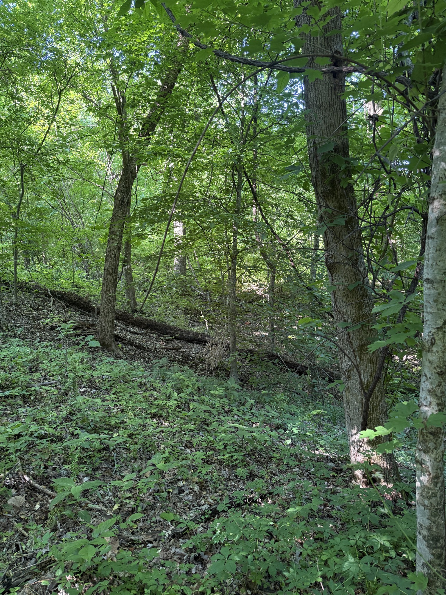 0 West Crigger Road Millington, TN 38053 - Photo 7 of 9