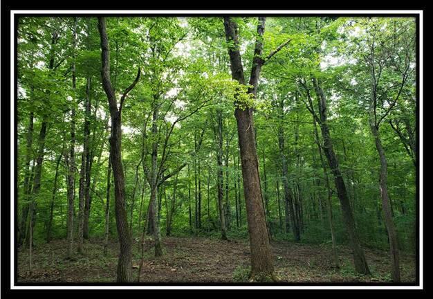 0 Pedigo Ridge Road, Unit TRACT 6) Nelsonville, OH 45764 - Photo 9 of 57 image009