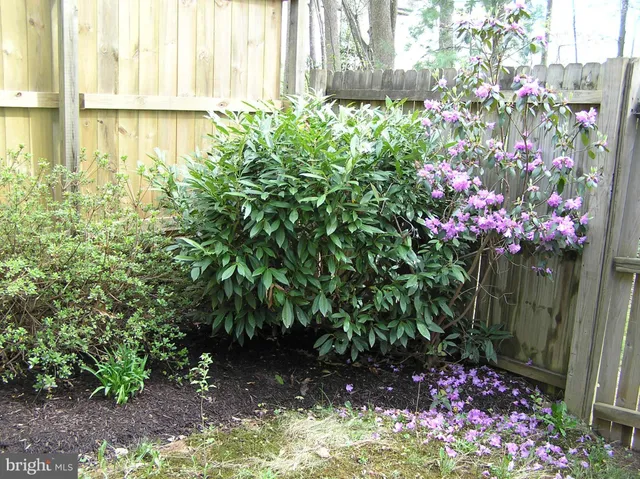a bunch of flowers are in a garden