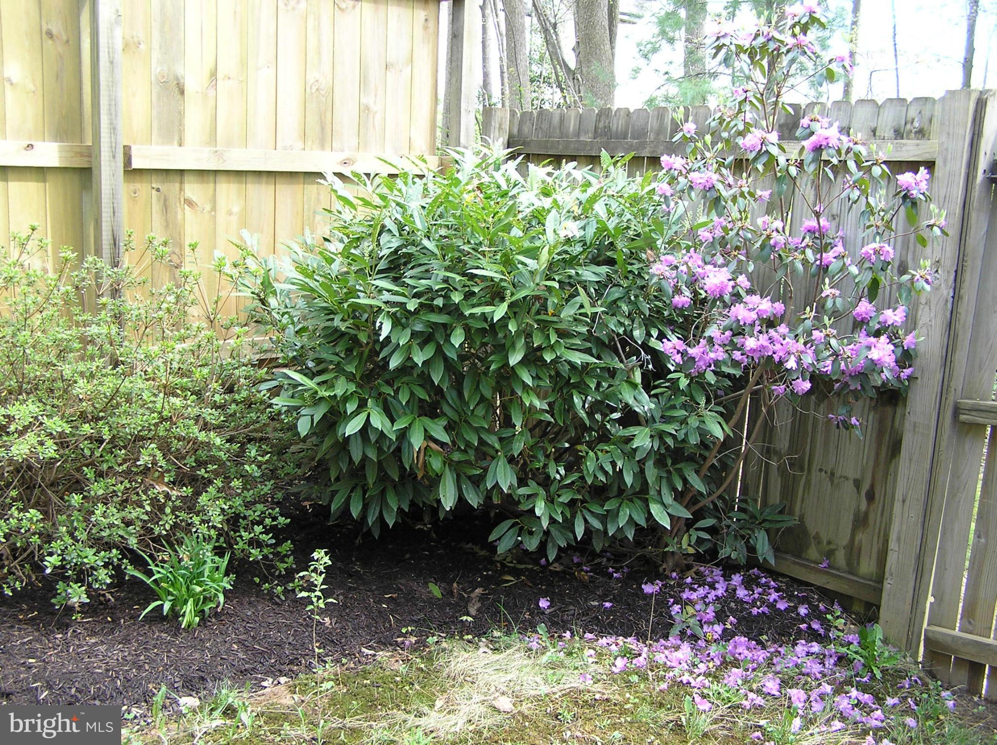 10053 Chestnut Wood Lane Burke, VA 22015 - Photo 23 of 28 a bunch of flowers are in a garden