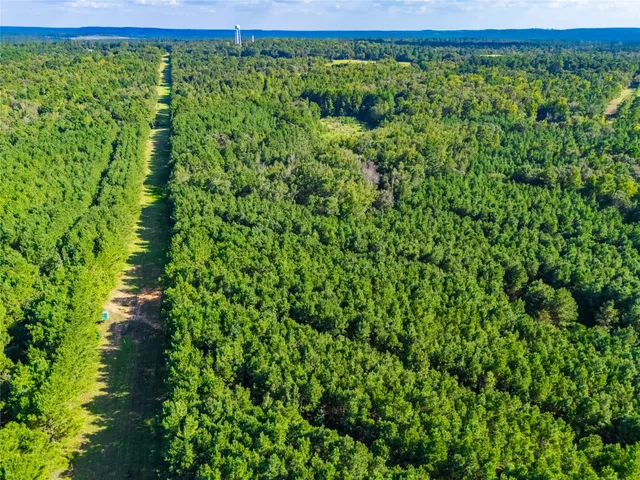 a view of a lush green forest with a lush green forest