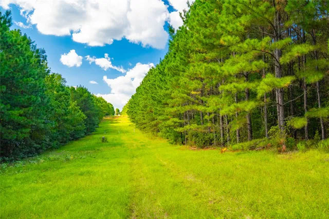a view of yellow garden