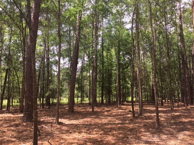 0 Spring Lake Road, Unit 4 Thomasville, GA 31792 - Photo 3 of 3 Gallery Image 3