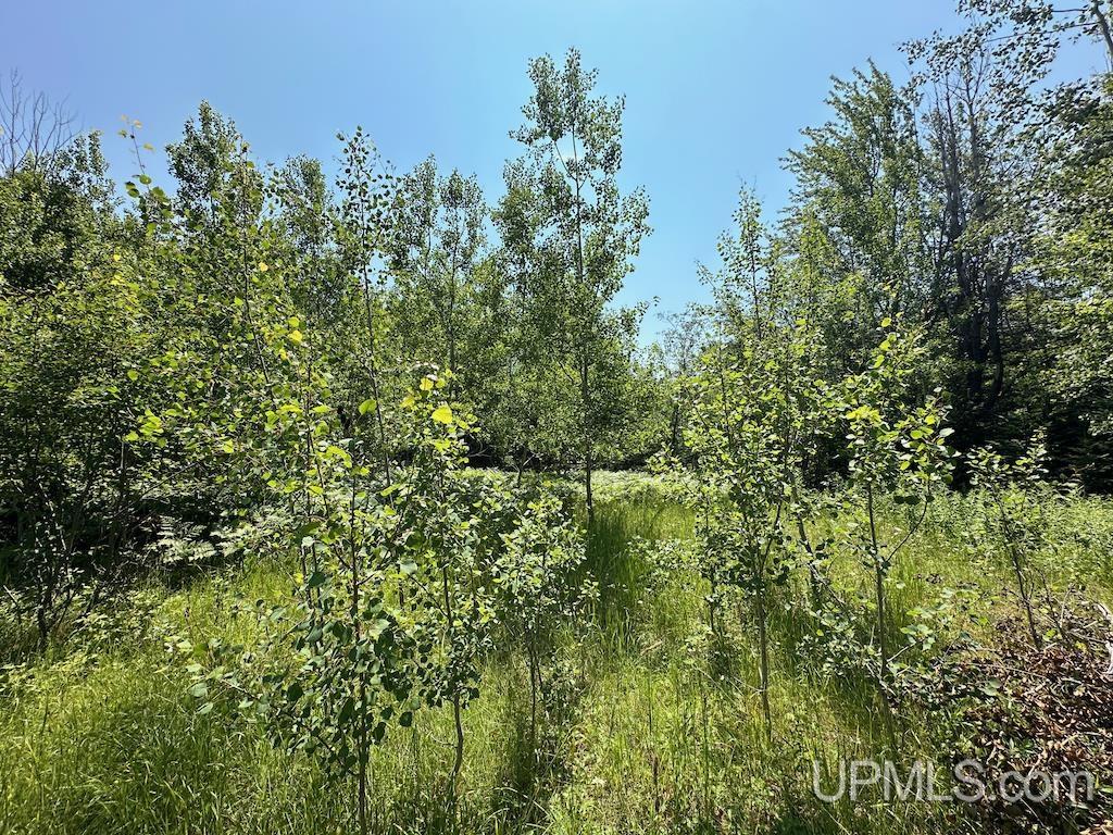 Parcel A Webb Road Grand Marais, MI 49839 - Photo 20 of 29