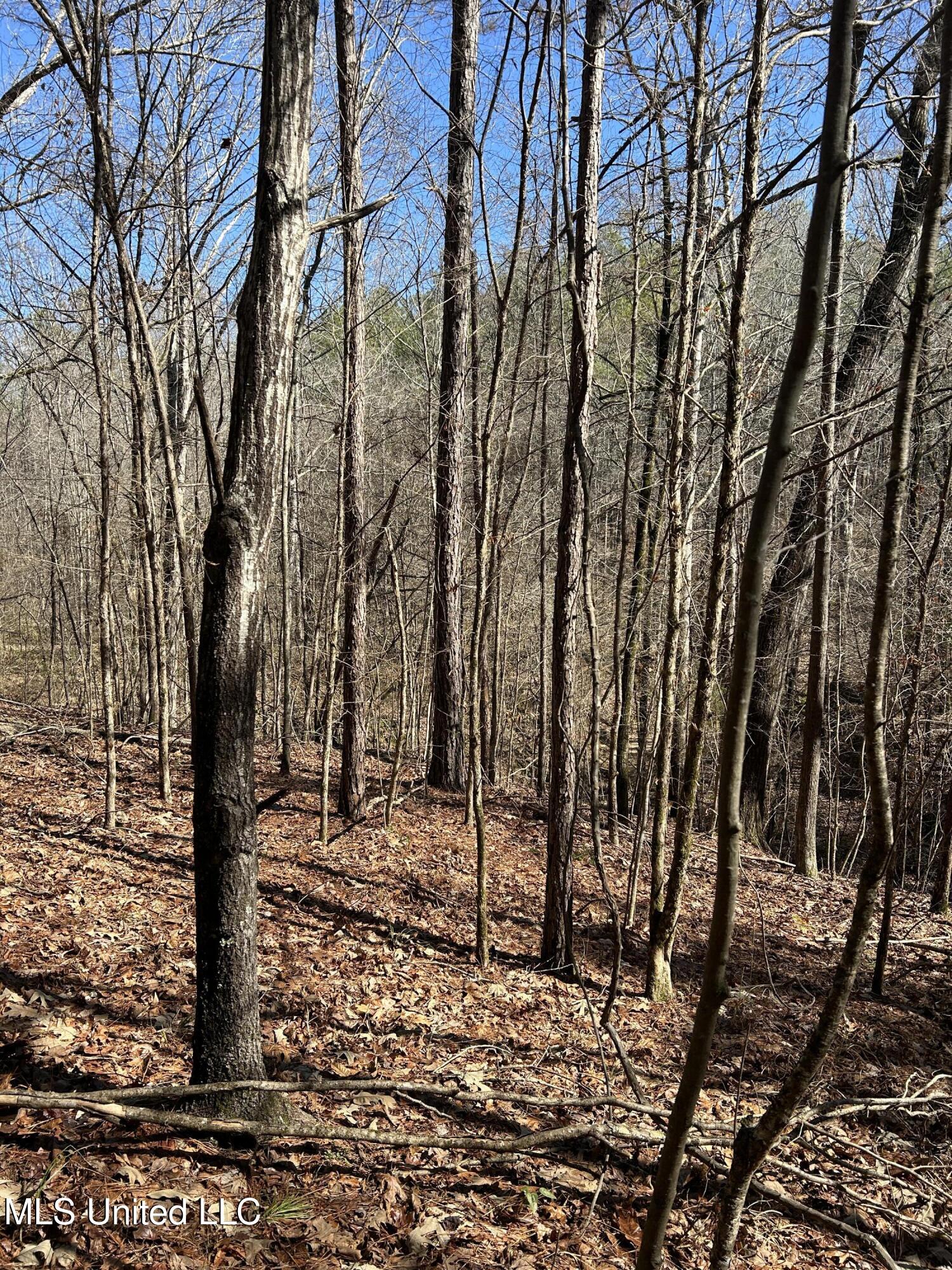 Phillips Road Lexington, MS 39095 - Photo 20 of 43 IMG_7800