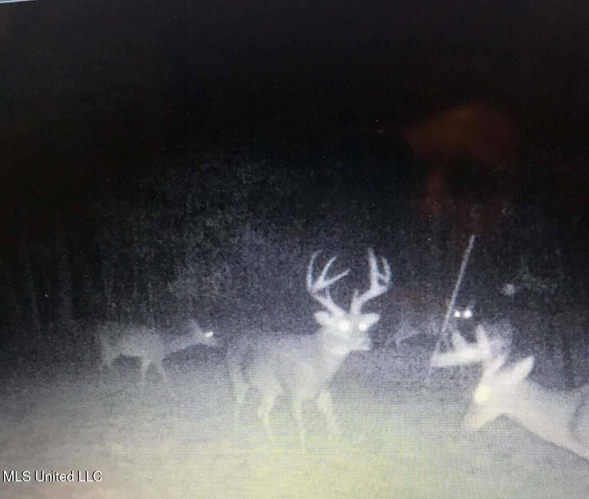 Phillips Road Lexington, MS 39095 - Photo 3 of 43 IMG_1146