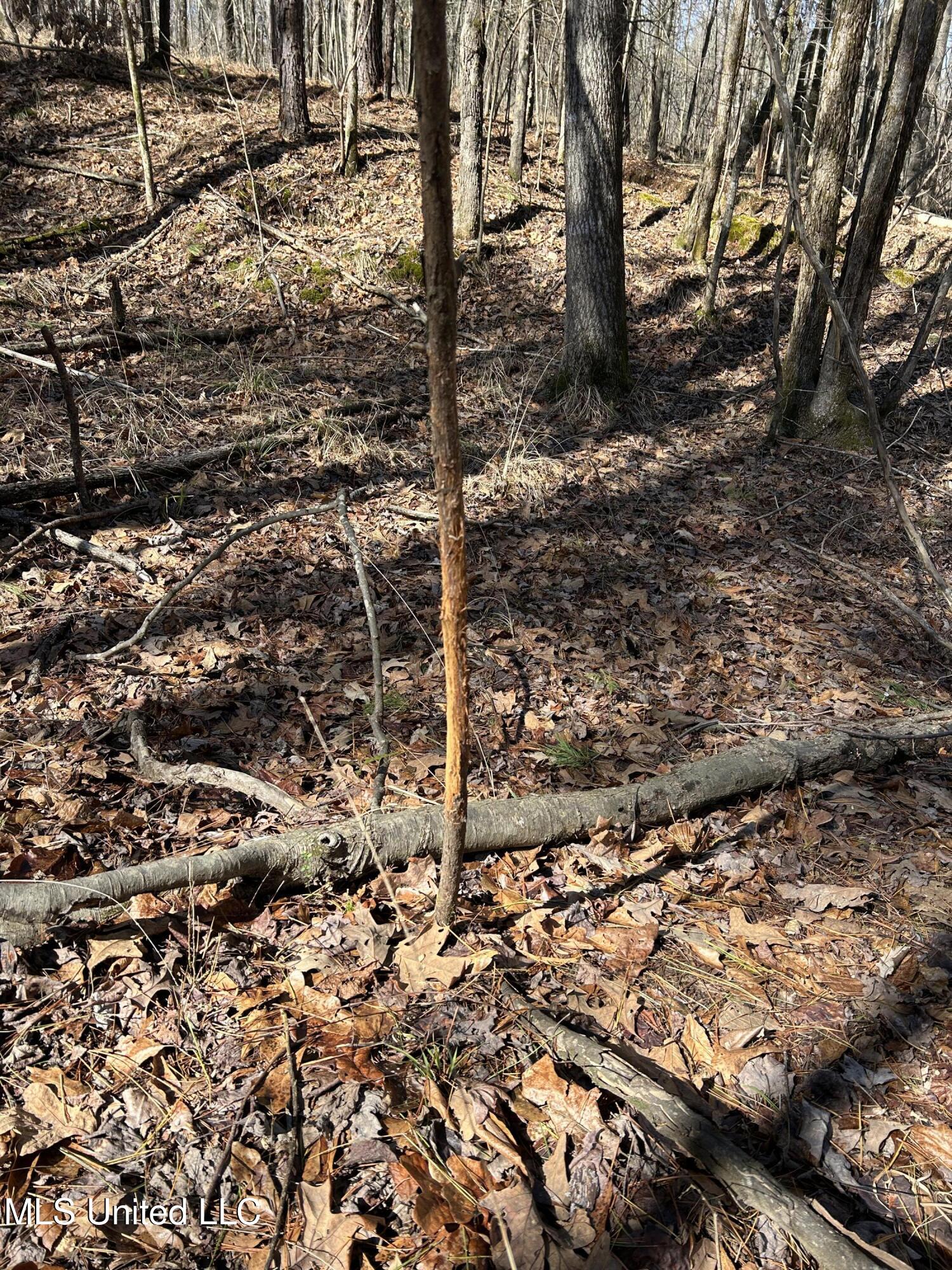 Phillips Road Lexington, MS 39095 - Photo 32 of 43 IMG_7813