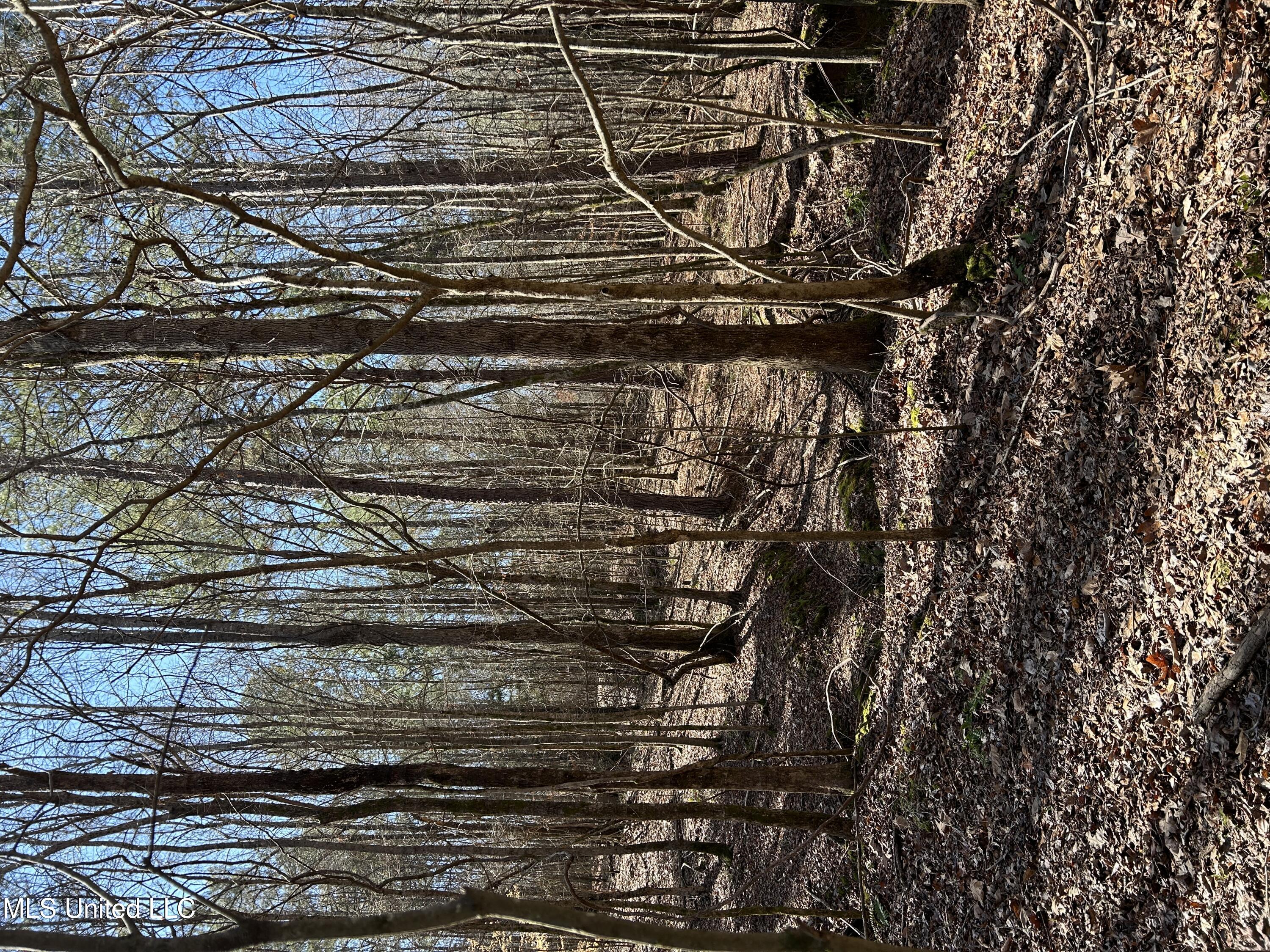 Phillips Road Lexington, MS 39095 - Photo 37 of 43 IMG_7818