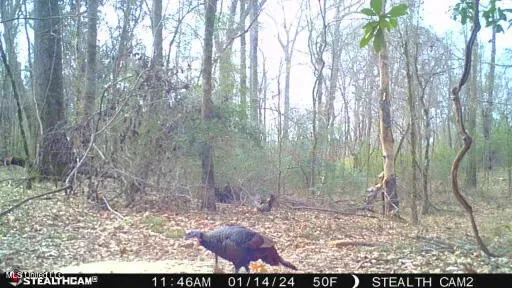 $148,000 | Phillips Road, Lexington, MS 39095