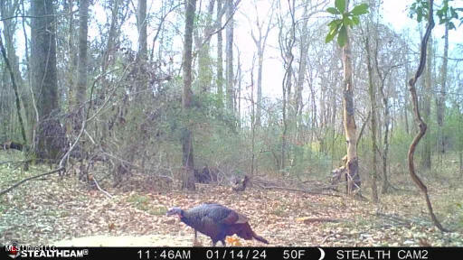 Phillips Road Lexington, MS 39095 - Photo 43 of 43 24011411470200000584_489123141650339