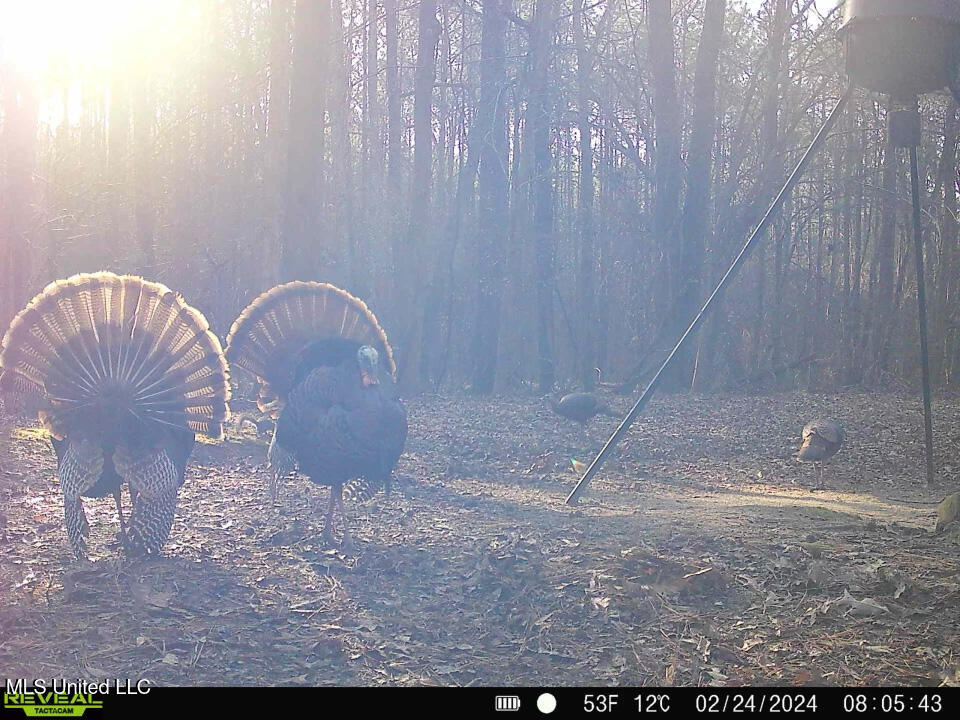 Phillips Road Lexington, MS 39095 - Photo 5 of 43 IMG_4903