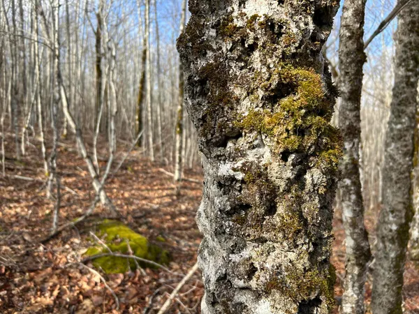 $269,000 | Map8-lot6 Map8-lot6 Cmp, Frankfort, ME 04438