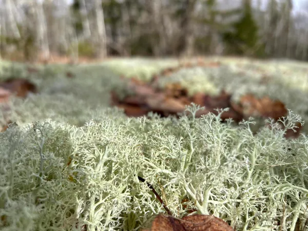 $269,000 | Map8-lot6 Map8-lot6 Cmp, Frankfort, ME 04438