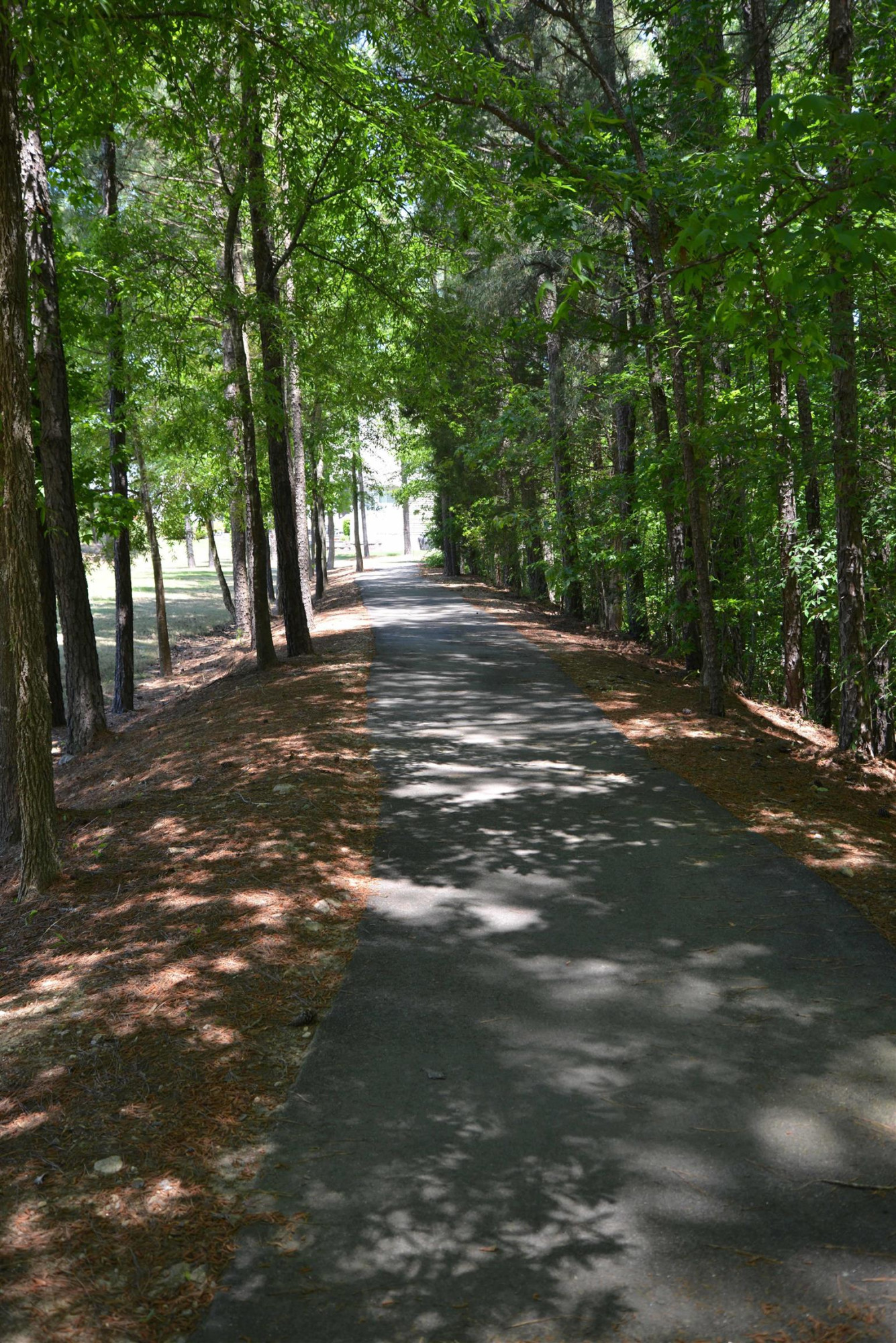8533 Quarton Drive Raleigh, NC 27616 - Photo 10 of 20 a view of a tree in the middle of a yard