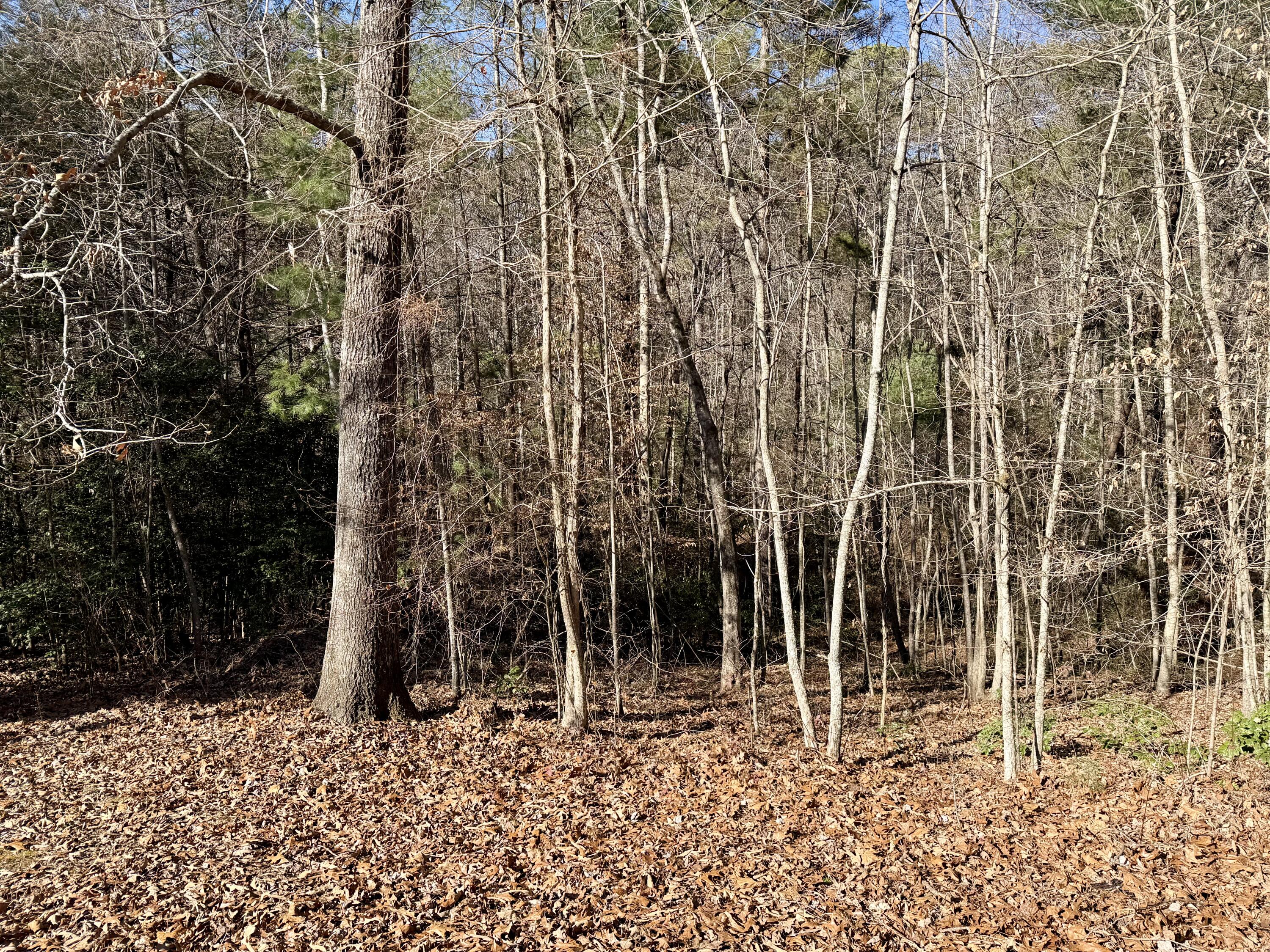 969 Mountain Vista Road Farner, TN 37333 - Photo 21 of 24 IMG_0021