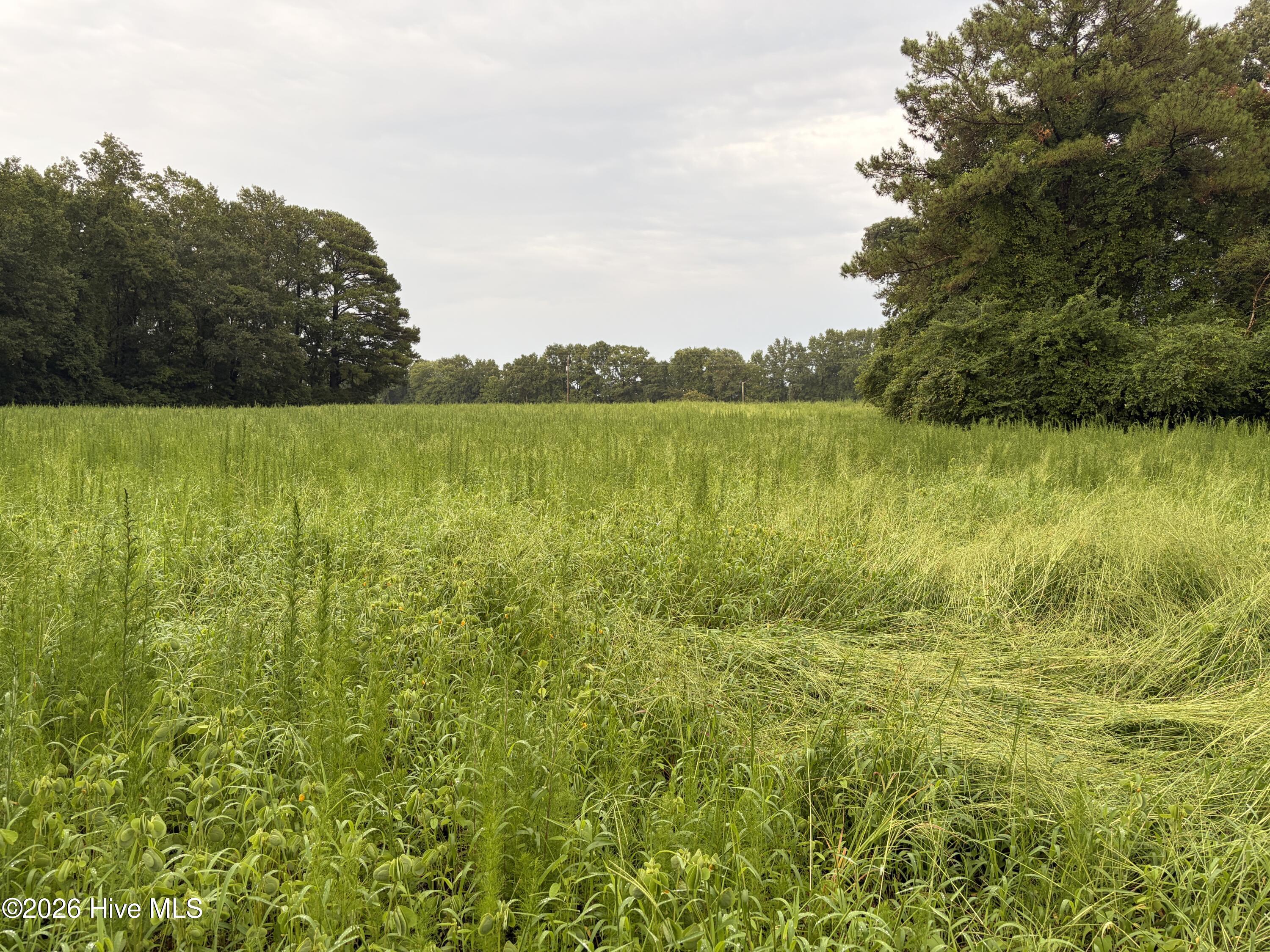 Lot 9 Point Caswell Road Willard, NC 28478 - Photo 10 of 12 Gallery Image 10