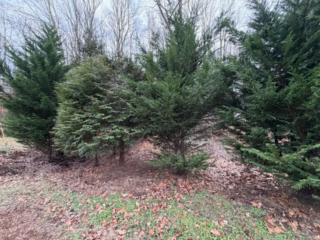 a backyard of a house with lots of green space