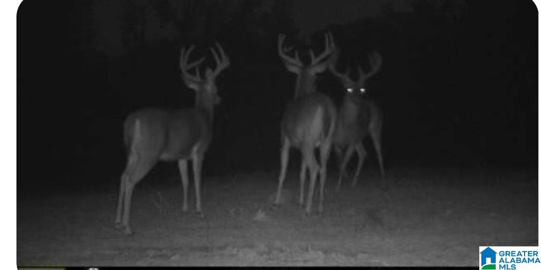 1395 Camp Creek Road Cropwell, AL 35054 - Photo 15 of 16