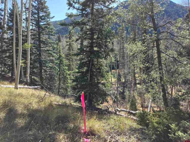 a street view with tall trees