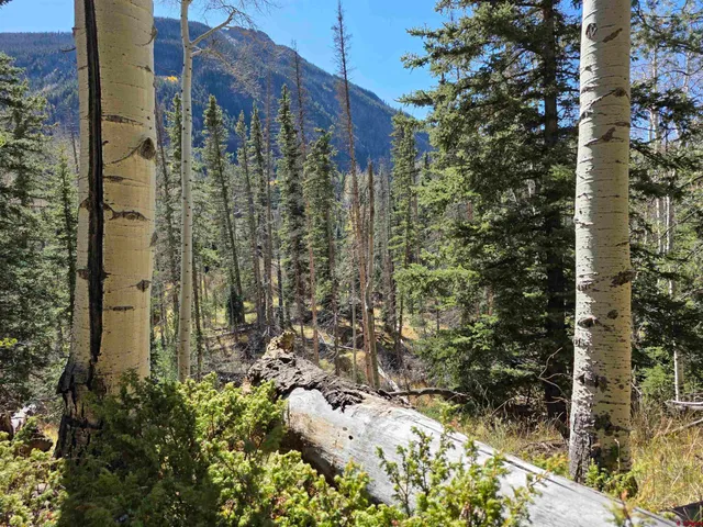 a view of a flower in a garden