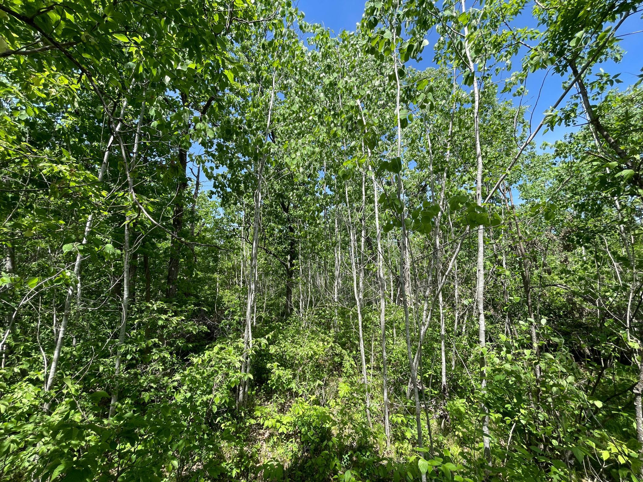 Tbd Stone Lake Road Southwest Bemidji, MN 56601 - Photo 19 of 29