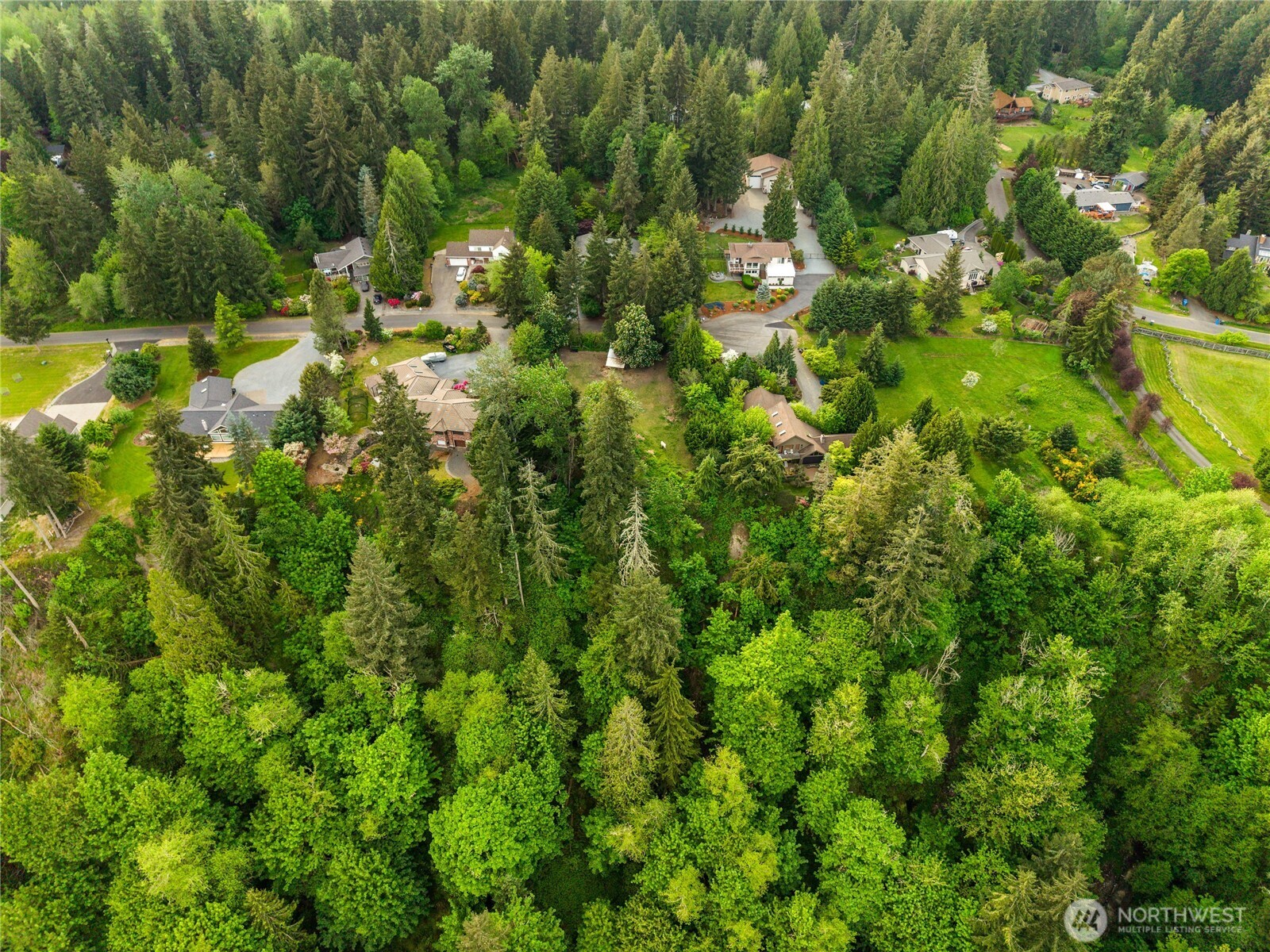 23519 Rim Road Graham, WA 98338 - Photo 19 of 23 a view of a forest with a tree