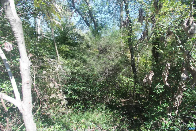 a view of a forest with a tree