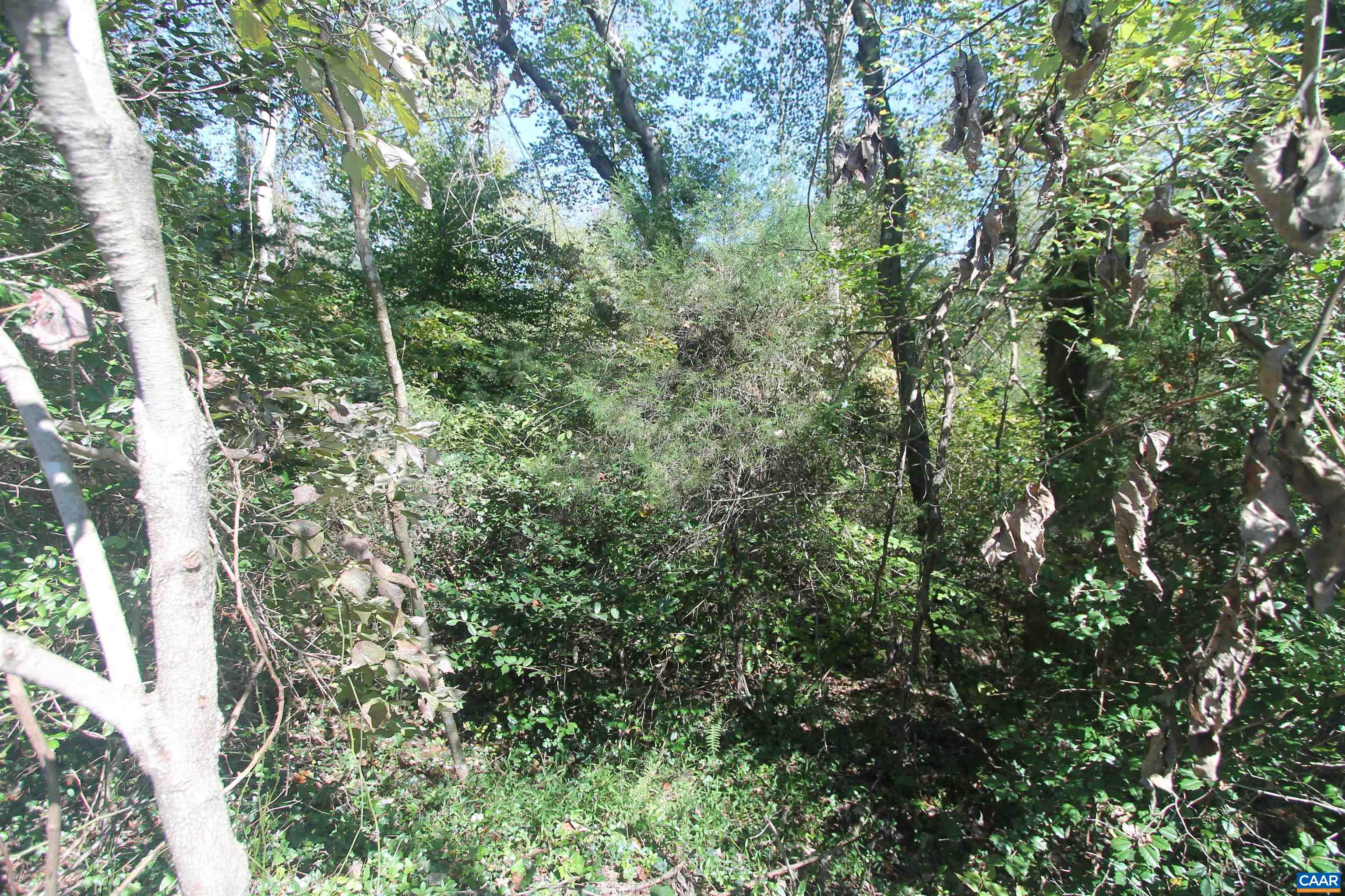 Tbd-2 Toco Hill North Garden, VA 22959 - Photo 3 of 8 a view of a forest with a tree