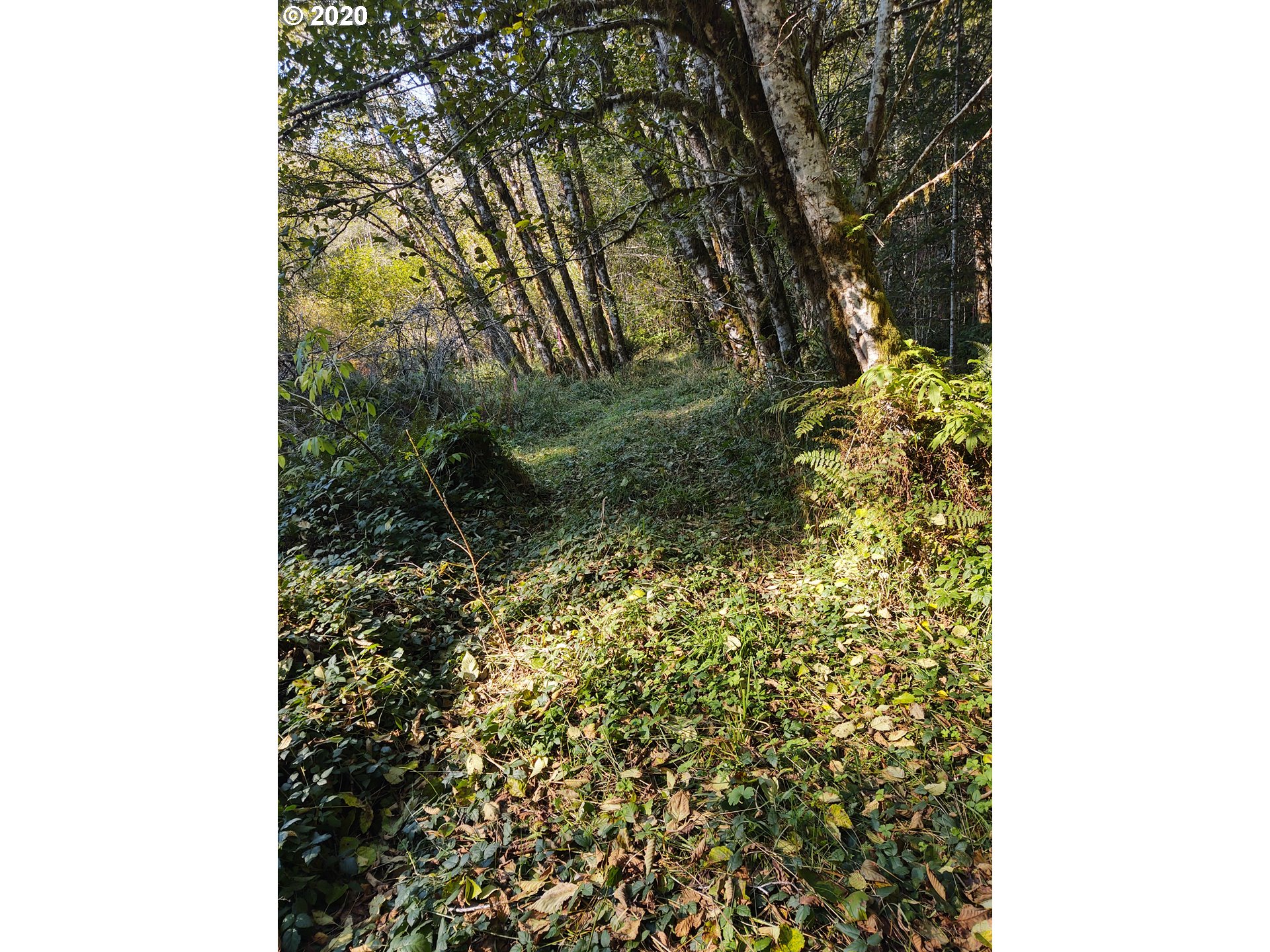 0 Abernathy Creek Road Longview, WA 98632 - Photo 5 of 6 Gallery Image 5