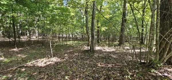 a view of a tree in a yard