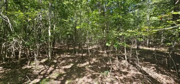 a view of tree