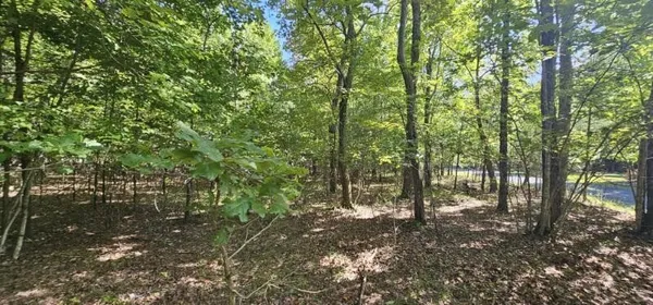 a view of forest