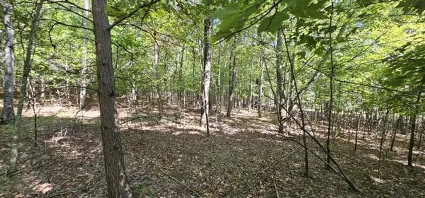 a view of a forest filled with trees
